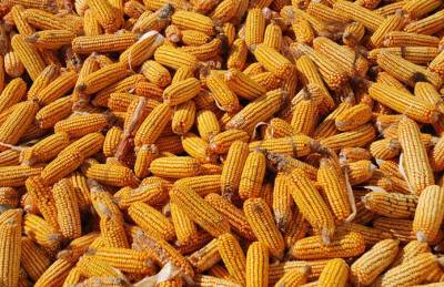Украинская кукуруза не привлекает ни покупателей, ни продавцов