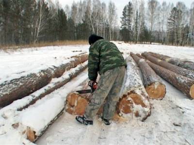 В России началась охота на "чёрных лесорубов"