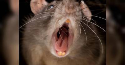 Крысы-мутанты ищут новые жилища: в Британии рассказали, к чему приводит закрытие ресторанов во время локдауна