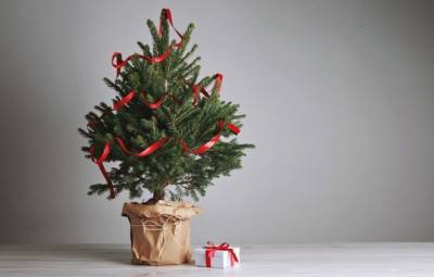 Простые советы, как дольше сохранить новогоднюю ёлку свежей и ароматной