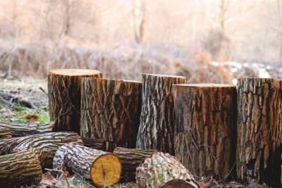 ЕС победил в деле против Украины относительно леса-кругляка: что теперь изменится