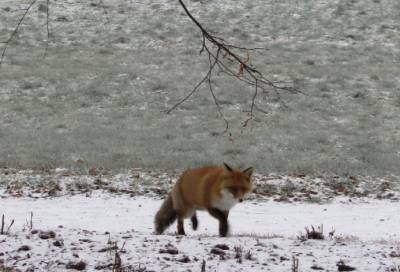Фото: лиса решила прогуляться по парку «Монрепо» в Выборге