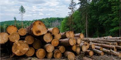 В ЕС утверждают, что победили в споре с Украиной об экспорте леса-кругляка
