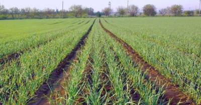 Площади чесночных плантаций в Украине вырастут на 75% — эксперт