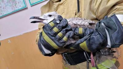Из ледяного плена в Финском заливе сотрудники МЧС спасли чайку