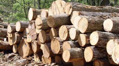 ЕС заявил о победе в арбитраже с Украиной по экспорту леса-кругляка