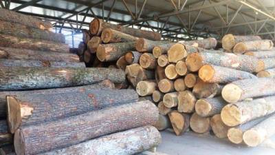 ЕС победил в споре с Украиной по экспорту леса-кругляка