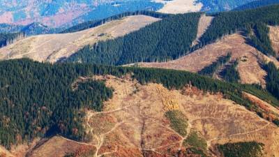 Европейский арбитраж аннулировал украинский запрет на тотальную вырубку лесов Закарпатья