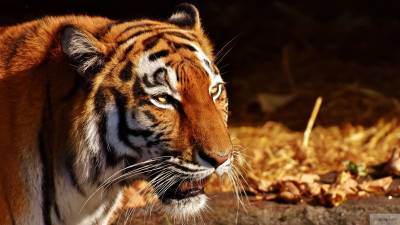 Нападение голодного тигра на дрессировщика в цирке сняли на видео