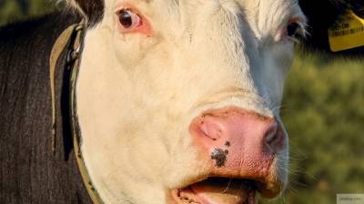Полицейские раскрыли жестокое преступление с коровой под Омском