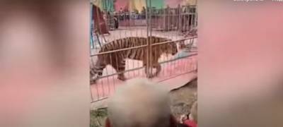 Голодный тигр напал на дрессировщика во время представления (ВИДЕО)