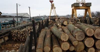 Мораторий Украины на экспорт леса: ЕС трактует решение арбитража в свою пользу