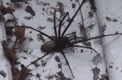 Нужно ли убивать домашних пауков? Вот, что говорят ученые