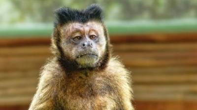 14 декабря - Международный день обезьян