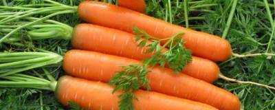 Ученые установили свойства от которых зависит польза моркови для человека