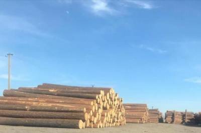 Нелегальные пункты приёма древесины в Хабкрае оштрафовали почти на 1 млн