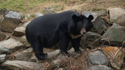 В Приморье построят дом для гималайского медведя-сироты
