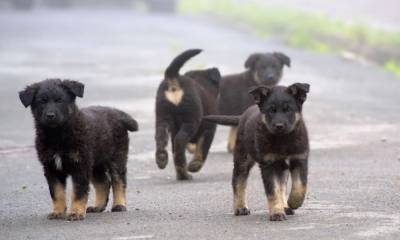 Воронежцы жалуются на терроризирующую целый район стаю собак