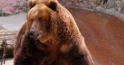 Три медведя в Московском зоопарке впали в спячку