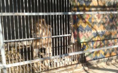 Зоотюрьмы для животных. Когда в Узбекистане прекратят издеваться над животными