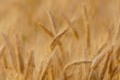 В Челябинской области с предприятия похитили 400 килограммов пшеницы