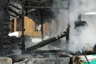 МЧС назвало причину пожара в новосибирском приюте для собак