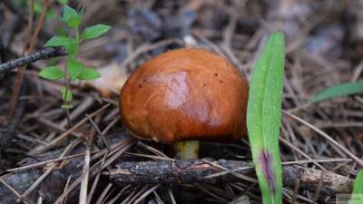 Исследователи нашли 57 новых видов грибов в Красноярском крае