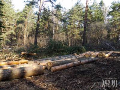 В Кузбассе руководитель угольного предприятия получил миллионный штраф за незаконную вырубку леса