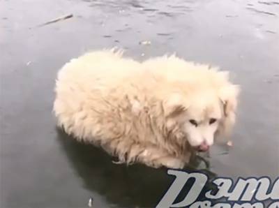 Собака вмерзла в лёд на Можайских прудах в Ростове