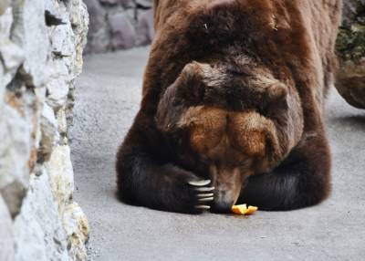 Три медведя впали в спячку в Московском зоопарке