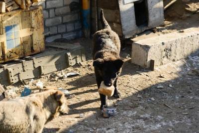 Осипов призвал мэрию Читы прикармливать стаи собак для «удаления»