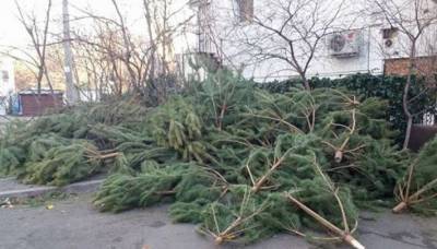 В Одессе коммунальщики планируют централизованно вывозить нераспроданные елки