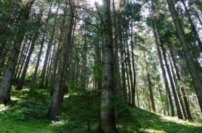 Украина имеет право ограничить экспорт леса при определенных условиях