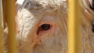 В Челябинской области корова погибла от бешенства