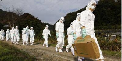 В Японии из-за вспышки птичьего гриппа уничтожат тысячи кур