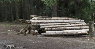 ЕС заявил о победе в арбитраже с Украиной об экспорте леса-кругляка: запрет нужно отменить