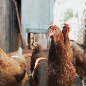 Из-за птичьего гриппа в Японии за месяц уничтожили 2 млн кур
