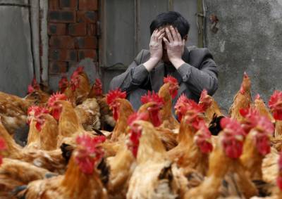 В Японии зафиксирована новая вспышка птичьего гриппа