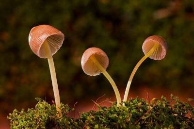 Биологи нашли в Тюменской области новый вид грибов