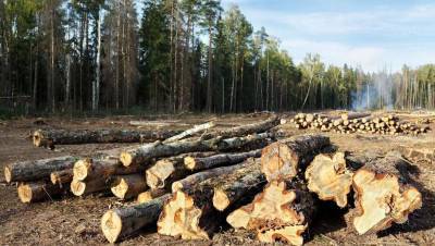 Правительство увеличило размер возмещения вреда за уничтожение краснокнижных деревьев до 1000 МРП
