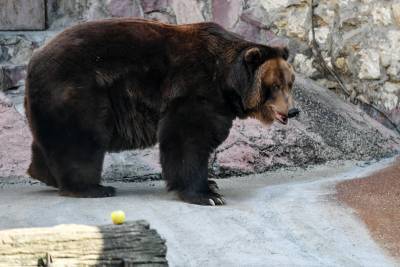 Опубликовано видео подготовки медведей Московского зоопарка к зимней спячке