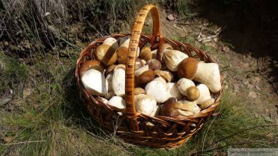 Более 50 новых видов грибов обнаружили в Саяно-Шушенском заповеднике