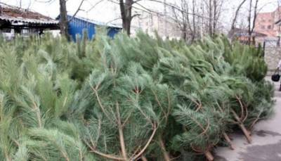 На этой неделе в Киеве откроются точки по продаже новогодних елок