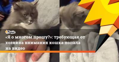 «Я о многом прошу?»: требующая от хозяина внимания кошка попала на видео