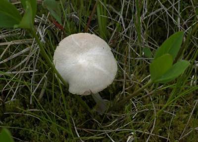Ученые из Тобольска открыли неизвестный науке гриб
