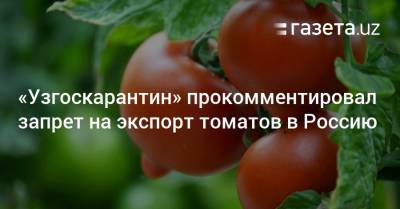 «Узгоскарантин» прокомментировал запрет на экспорт томатов в Россию