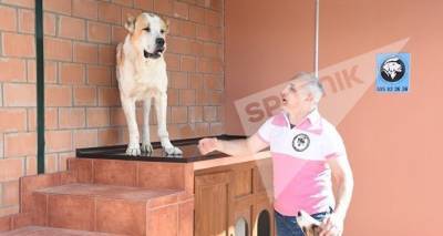 Собачьи бои в присутствии детей: Тамаз Элизбарашвили бьет тревогу