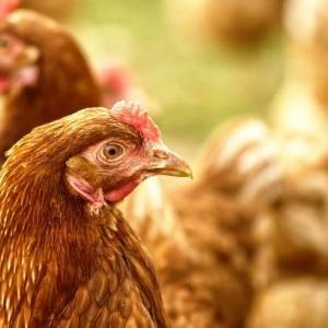 В двух селах Николаевской области обнаружили птичий грипп