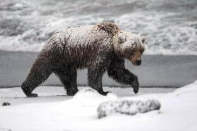 В деревню Тверской области пришёл медведь-шатун