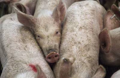 Цены на свинину резко упадут: названы причины